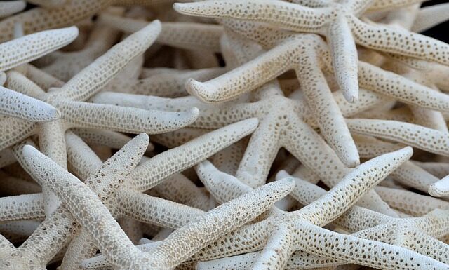 Jak Przykładać kolektor pokarmu? Jak Przykładać kolektor pokarmu?