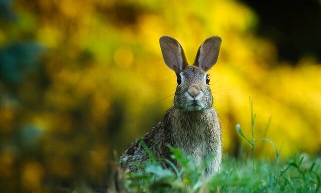 W jakim wieku przebić dziecku uszy?