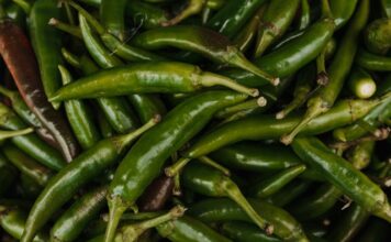 Jalapenio dla lokali gastronomicznych – Dlaczego odpowiedni dobór odmiany i koloru papryki ma kluczowe znaczenie dla smaku serwowanych potraw? jalapenio